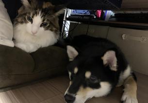 犬の写真１