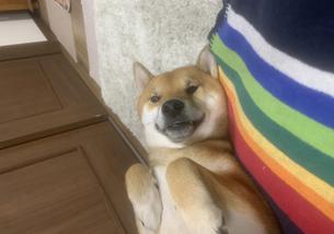 犬の写真１