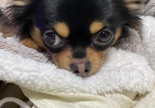 犬の写真１