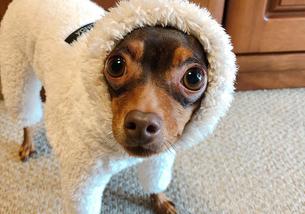 犬の写真１