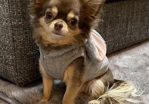 犬の写真１