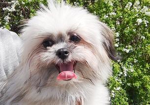犬の写真１