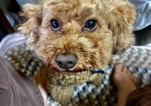 犬の写真１