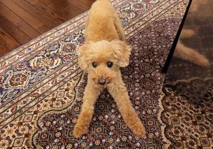 犬の写真１