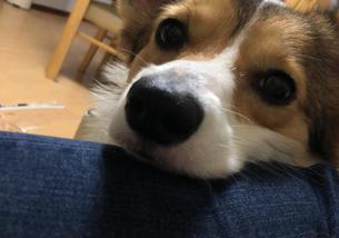 犬の写真１