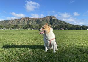 犬の写真１