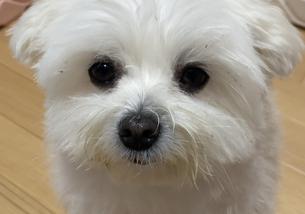 犬の写真１