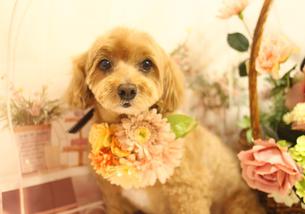 犬の写真１