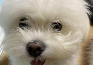 犬の写真１