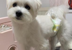 犬の写真１