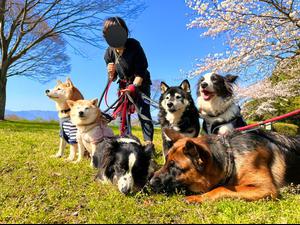 柴シェパボーダー8犬兄弟