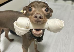 犬の写真１