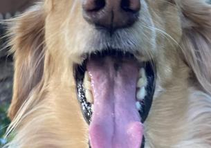 犬の写真１