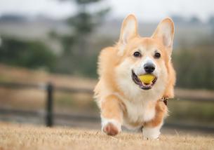 犬の写真１