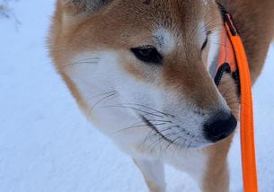 犬の写真１