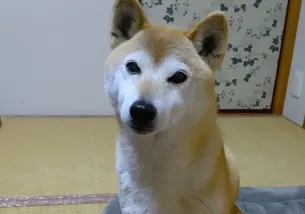 犬の写真１