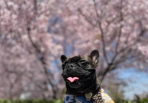 犬の写真１
