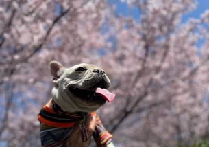 犬の写真１