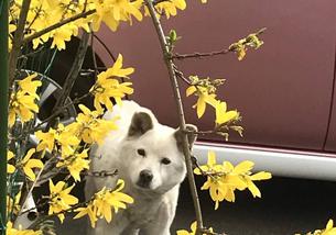 犬の写真１