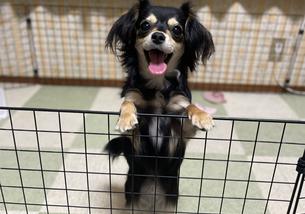 犬の写真１