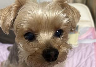 犬の写真１