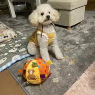 わんシェフ6152381