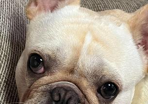 犬の写真１