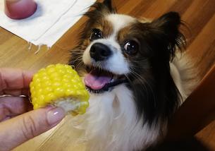 犬の写真１