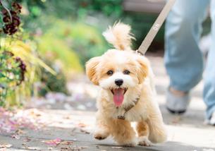犬の写真１