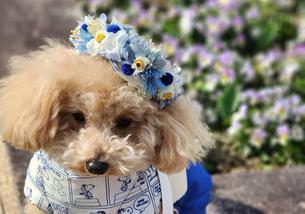 犬の写真１