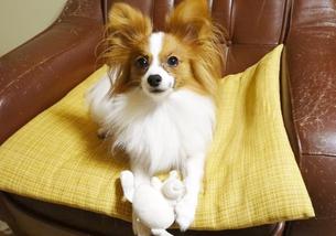 犬の写真１