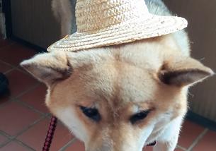 犬の写真１