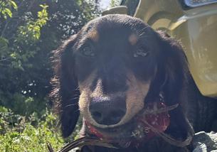 犬の写真１
