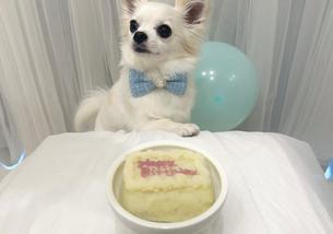 犬の写真１