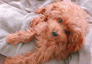 犬の写真１