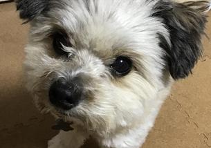 犬の写真１