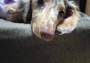 犬の写真１