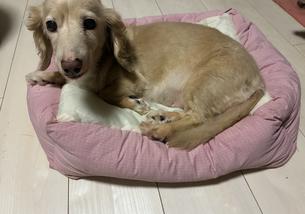 犬の写真１