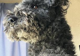 犬の写真１
