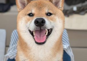 犬の写真１