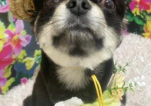 犬の写真１