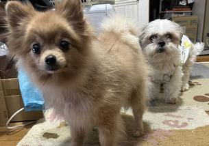 犬の写真１