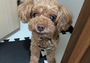 犬の写真１