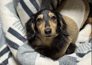 犬の写真１