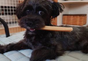 犬の写真１