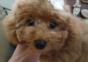 犬の写真１