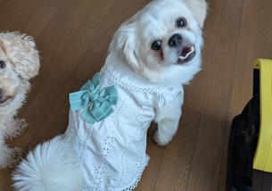 犬の写真１